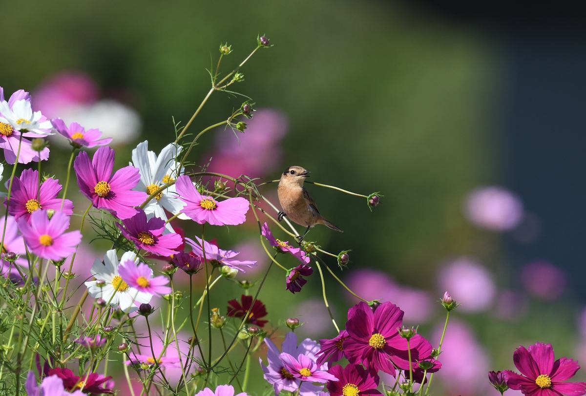 新正　ヒノトリ　コスモス 新政 コスモス セット 新品 秋桜 秋櫻 日本酒 レア 希少 no.6 ヒノトリ