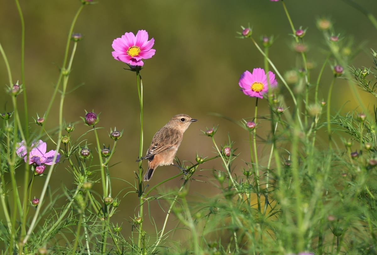 コスモスが間に合った終盤のノビタキ: とりあえず鳥でも