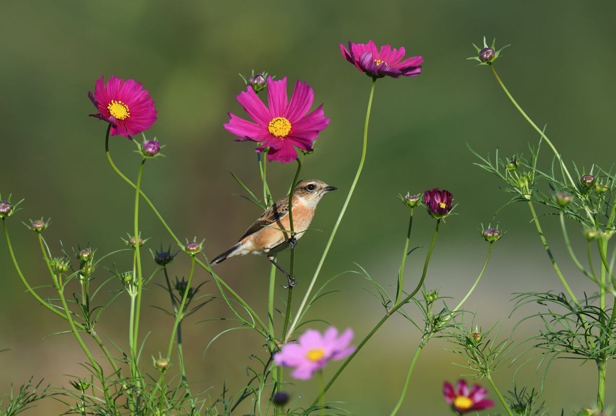 新正 ヒノトリ コスモス 新正 ヒノトリ コスモス