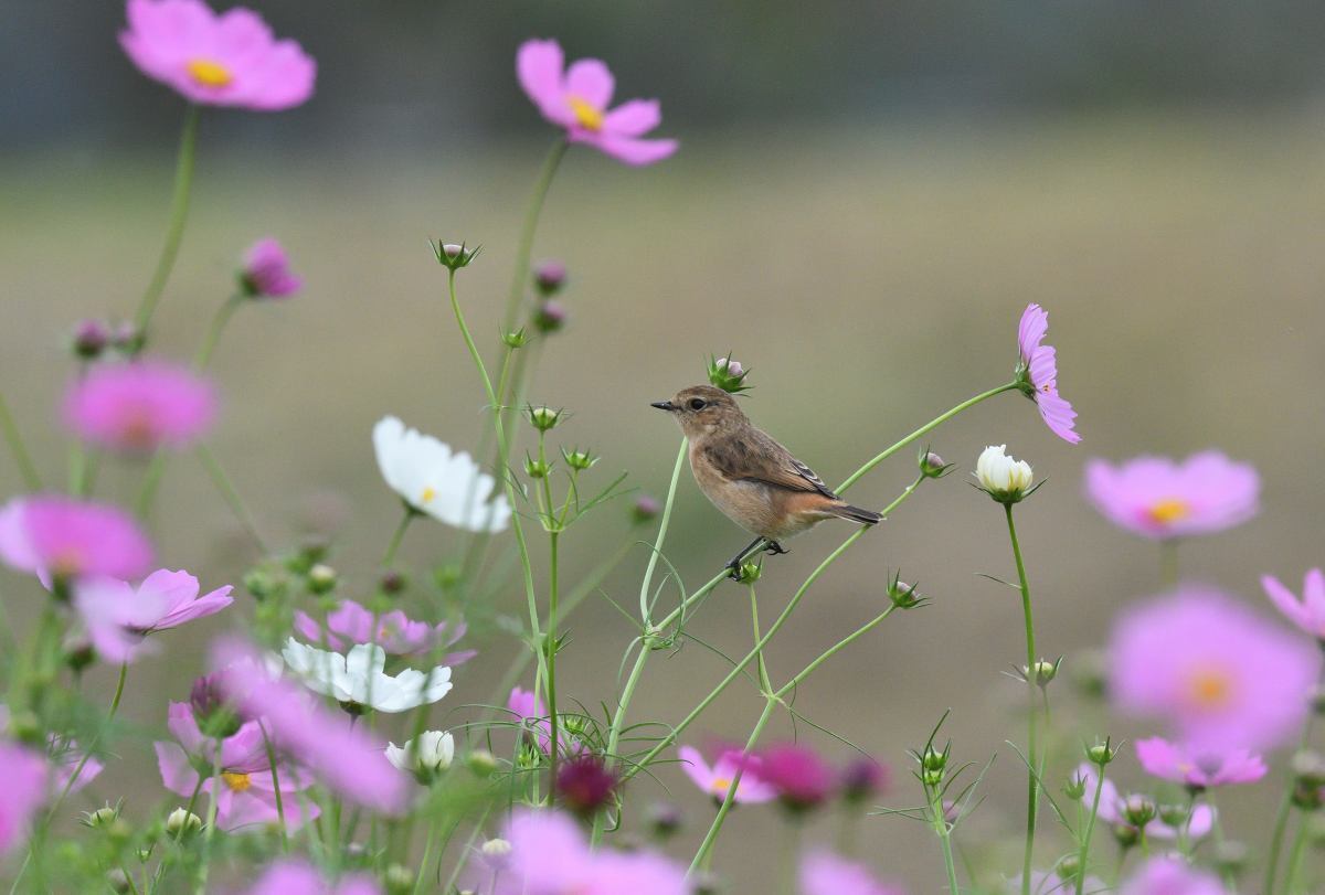 コスモスが間に合った終盤のノビタキ: とりあえず鳥でも
